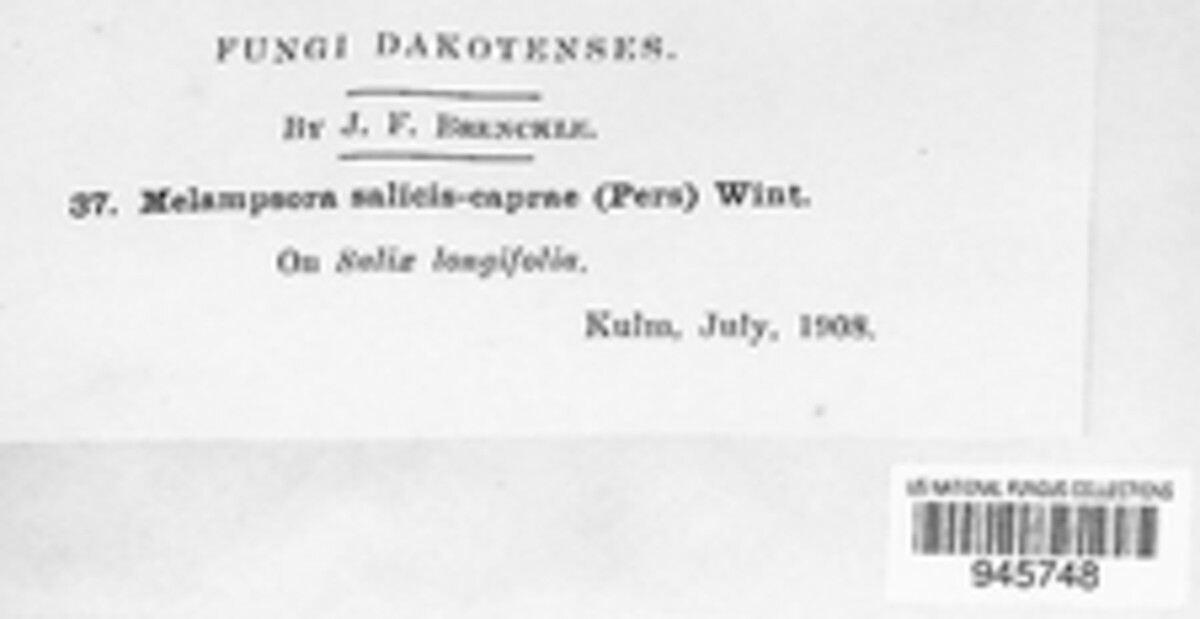 Melampsora caprearum image